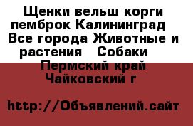 Щенки вельш корги пемброк Калининград - Все города Животные и растения » Собаки   . Пермский край,Чайковский г.